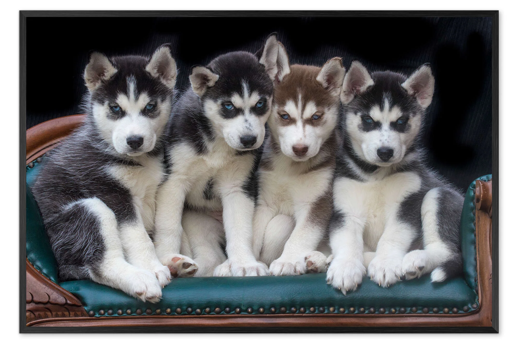 Socialized Siberian Husky Puppy Outdoors at Alvarado Huskies USA